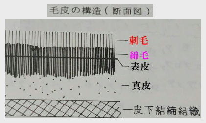 毛皮の断面図